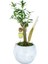 Zeytin Ağacı Bonsai & Beyaz Geometrik Beton Saksıda Lik Canlı Çiçek 1