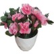  Renk Pembe