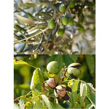 Menta Magbozin-P Np 1 kg Zeytin Ceviz Tüm Meyve Sebzeler İçin Çiçek Tutturucu Meyve Koruyucu Yaprak Gübresi