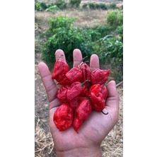 Hot Pepper Collector Ghost Pepper & Bhut Jolokia Pepper / 1 Milyon Shu - 2 Adet Taze Biber