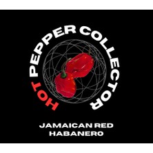 Hot Pepper Collector Jamaıcan Red Habanero / 425.000 Shu - 2 Adet Taze Biber