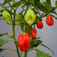 Hot Pepper Collector Jamaıcan Red Habanero / 425.000 Shu - 2 Adet Taze Biber