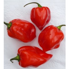 Hot Pepper Collector Jamaıcan Red Habanero / 425.000 Shu - 2 Adet Taze Biber