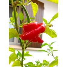 Hot Pepper Collector Jamaıcan Hot Red Pepper / 300.000 Shu - 2 Adet Taze Biber