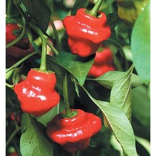 Hot Pepper Collector Jamaıcan Hot Red Pepper / 300.000 Shu - 2 Adet Taze Biber