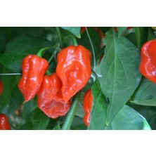 Hot Pepper Collector Komodo Dragon Pepper / 1,4 – 2,2 Milyon Shu - 2 Adet Taze Biber