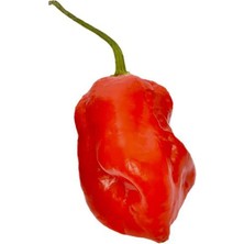 Hot Pepper Collector Komodo Dragon Pepper / 1,4 – 2,2 Milyon Shu - 2 Adet Taze Biber