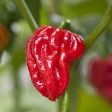 Hot Pepper Collector Naga Viper Pepper / 900.000 – 1.4 Milyon Shu - 2 Adet Taze Biber