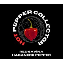 Hot Pepper Collector Red Savina Habanero Pepper 350.000 – 570.000  Milyon Shu - 2 Adet Taze Biber