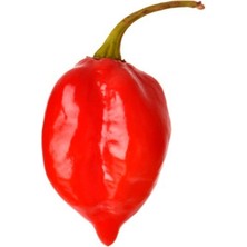 Hot Pepper Collector Red Savina Habanero Pepper 350.000 – 570.000  Milyon Shu - 2 Adet Taze Biber