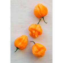 Hot Pepper Collector Scotch Bonnet Jamaıcan Yellow Pepper 350.000  Shu - 2 Adet Taze Biber