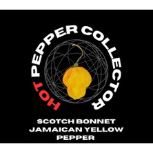 Hot Pepper Collector Scotch Bonnet Jamaıcan Yellow Pepper 350.000  Shu - 2 Adet Taze Biber