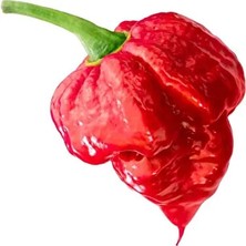 Hot Pepper Collector Trinidad Scorpion Pepper / 1,2 – 2 Milyon Shu - 2 Adet Taze Biber