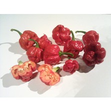 Hot Pepper Collector Trinidad Moruga Scorpion / 1.2 Milyon Shu - 2 Adet Taze Biber