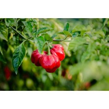 Hot Pepper Collector Scotch Bonnet Jamaıcan Red Pepper 350.000 Shu - 2 Adet Taze Biber