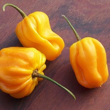 Hot Pepper Collector Yellow Habanero / 350.000 Shu - 2 Adet Taze Biber