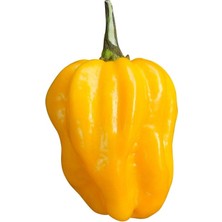 Hot Pepper Collector Yellow Habanero / 350.000 Shu - 2 Adet Taze Biber