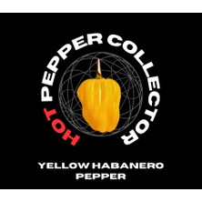 Hot Pepper Collector Yellow Habanero / 350.000 Shu - 2 Adet Taze Biber