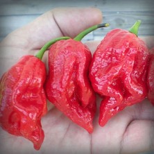 Hot Pepper Collector 7 Pot Barrackpore Pepper  1 Milyon Shu - 2 Adet Taze Biber