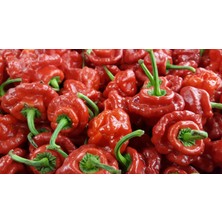 Hot Pepper Collector Scotch Bonnet Jamaıcan Red Pepper 350.000 Shu - 2 Adet Taze Biber