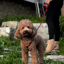 Petswuu Köpek Göğüs Gövde Tasma ve Kayış Takımı