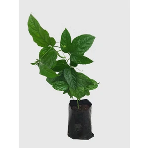 Köyceğiz Bitki Dünyası Çarkıfelek Fidesi ( Passiflora )