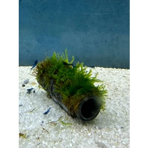 Canlı Petshop Y-Moss Sarılı Tüp Tekli Karides Üretim Tüpü