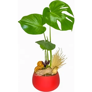 Salon Bitkileri Red Monstera Deve Tabanı