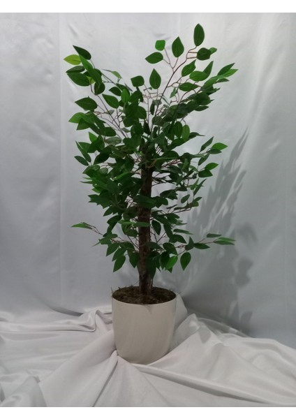 Benjamin 100 cm