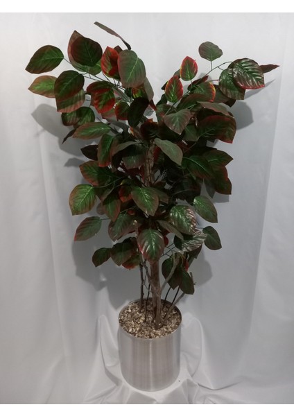 Çınar Ağacı 150 cm