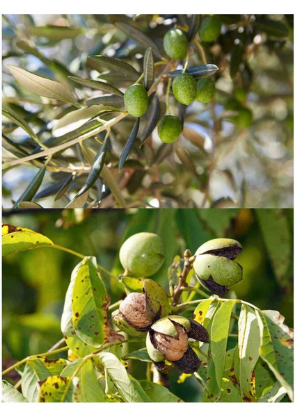 Magbozin-P Np 1 kg Zeytin Ceviz Tüm Meyve Sebzeler İçin Çiçek Tutturucu Meyve Koruyucu Yaprak Gübresi