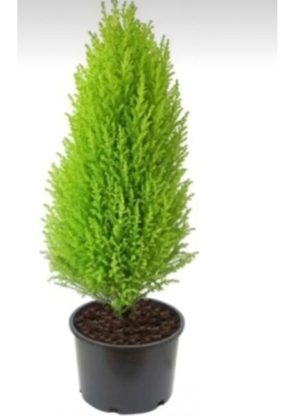 Limon Çamı Limoni Servi 2 Yaşında Fidan 30-35 cm Boy