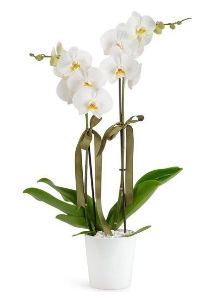 2 Dal Beyaz Orkide Zarafetin Simgesi