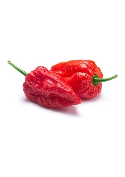 Hot Pepper Collector Ghost Pepper & Bhut Jolokia Pepper / 1 Milyon Shu - 2 Adet Taze Biber