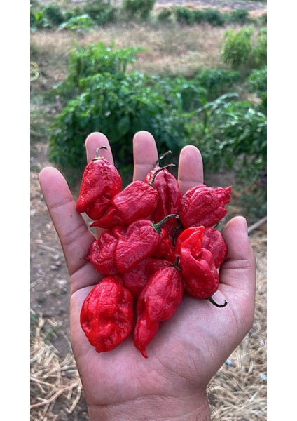 Hot Pepper Collector Ghost Pepper & Bhut Jolokia Pepper / 1 Milyon Shu - 2 Adet Taze Biber