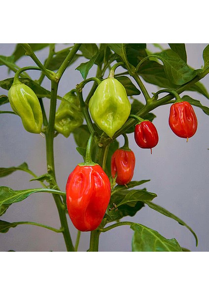 Hot Pepper Collector Jamaıcan Red Habanero / 425.000 Shu - 2 Adet Taze Biber