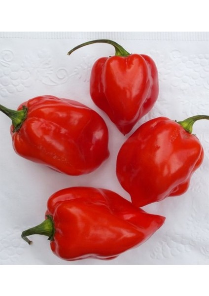 Hot Pepper Collector Jamaıcan Red Habanero / 425.000 Shu - 2 Adet Taze Biber