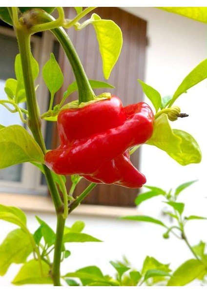 Hot Pepper Collector Jamaıcan Hot Red Pepper / 300.000 Shu - 2 Adet Taze Biber