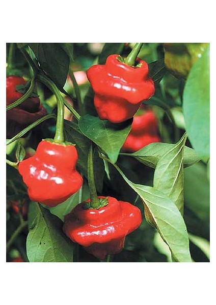 Hot Pepper Collector Jamaıcan Hot Red Pepper / 300.000 Shu - 2 Adet Taze Biber