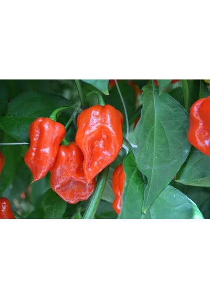 Hot Pepper Collector Komodo Dragon Pepper / 1,4 – 2,2 Milyon Shu - 2 Adet Taze Biber