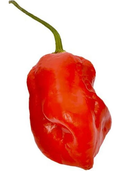 Hot Pepper Collector Komodo Dragon Pepper / 1,4 – 2,2 Milyon Shu - 2 Adet Taze Biber