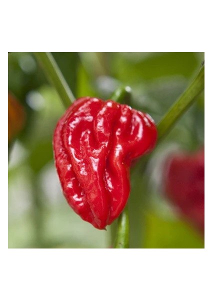 Hot Pepper Collector Naga Viper Pepper / 900.000 – 1.4 Milyon Shu - 2 Adet Taze Biber