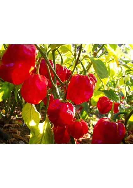 Hot Pepper Collector Red Savina Habanero Pepper 350.000 – 570.000  Milyon Shu - 2 Adet Taze Biber