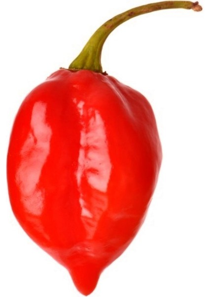 Hot Pepper Collector Red Savina Habanero Pepper 350.000 – 570.000  Milyon Shu - 2 Adet Taze Biber