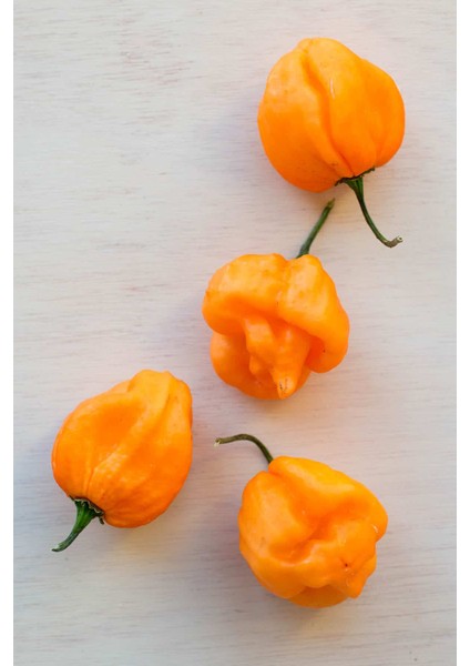 Hot Pepper Collector Scotch Bonnet Jamaıcan Yellow Pepper 350.000  Shu - 2 Adet Taze Biber