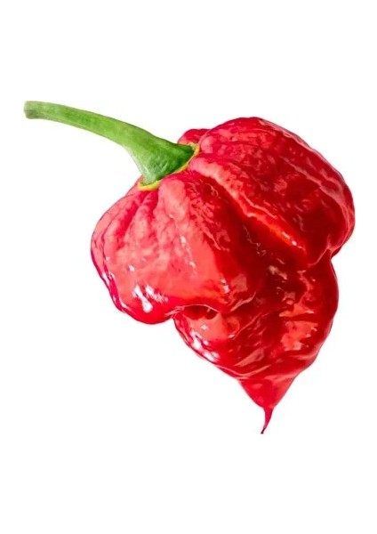 Hot Pepper Collector Trinidad Scorpion Pepper / 1,2 – 2 Milyon Shu - 2 Adet Taze Biber