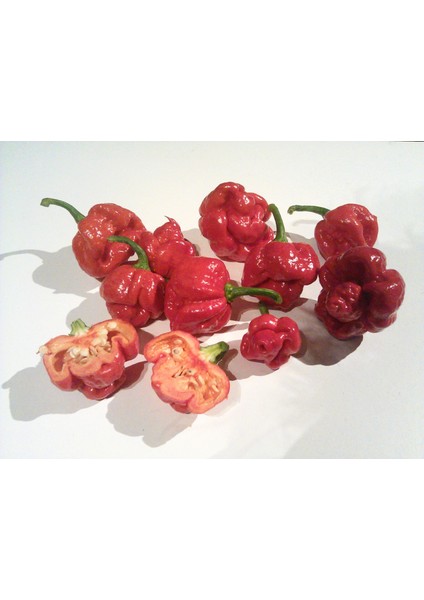 Hot Pepper Collector Trinidad Moruga Scorpion / 1.2 Milyon Shu - 2 Adet Taze Biber