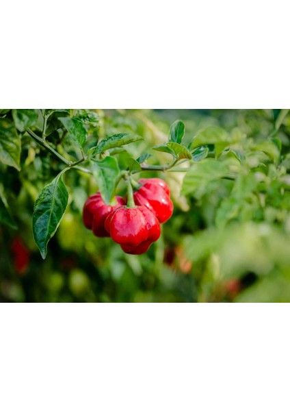 Hot Pepper Collector Scotch Bonnet Jamaıcan Red Pepper 350.000 Shu - 2 Adet Taze Biber