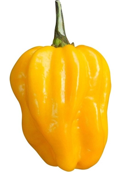 Hot Pepper Collector Yellow Habanero / 350.000 Shu - 2 Adet Taze Biber