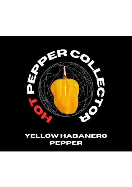 Hot Pepper Collector Yellow Habanero / 350.000 Shu - 2 Adet Taze Biber